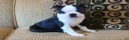 Boston Terrier dogs for sale: Hardy - Ad 2