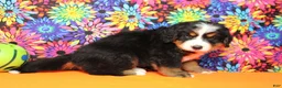 Bernese Mountain Dog dogs for sale: Heim  - Ad 8