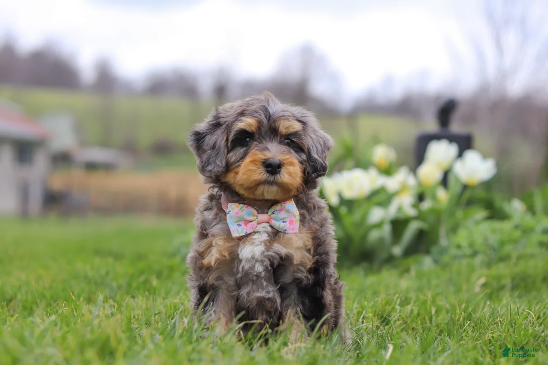 Mini Bernedoodle dogs for sale: Rose - Ad 1