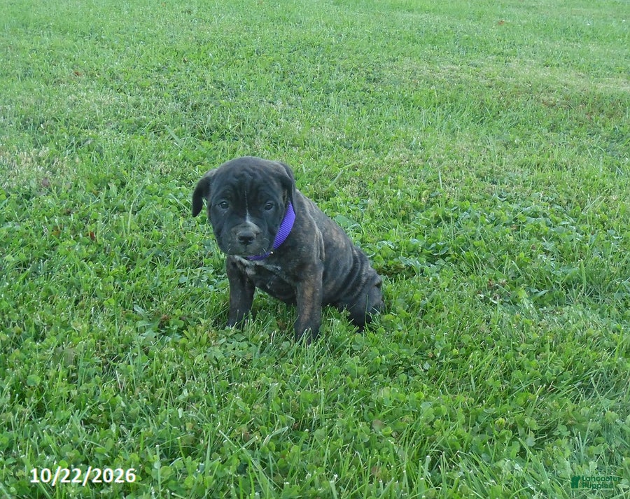 Cane Corso dogs for sale: Angel - Ad 1