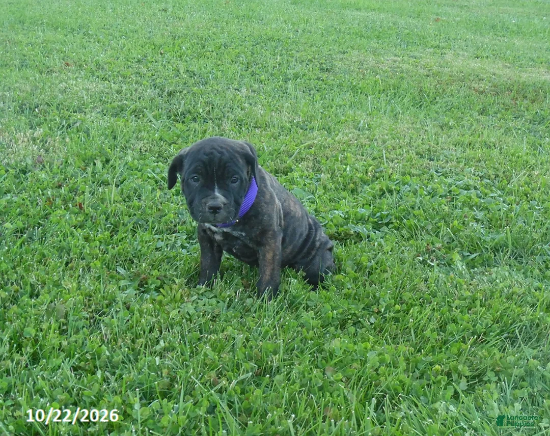 Cane Corso dogs for sale: Angel - Ad 1
