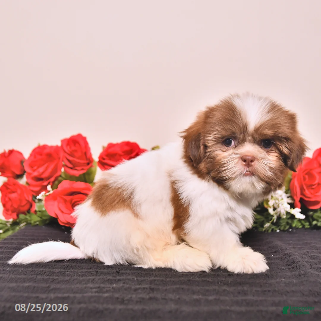 Shih Tzu dogs for sale: Kermit - Ad 5