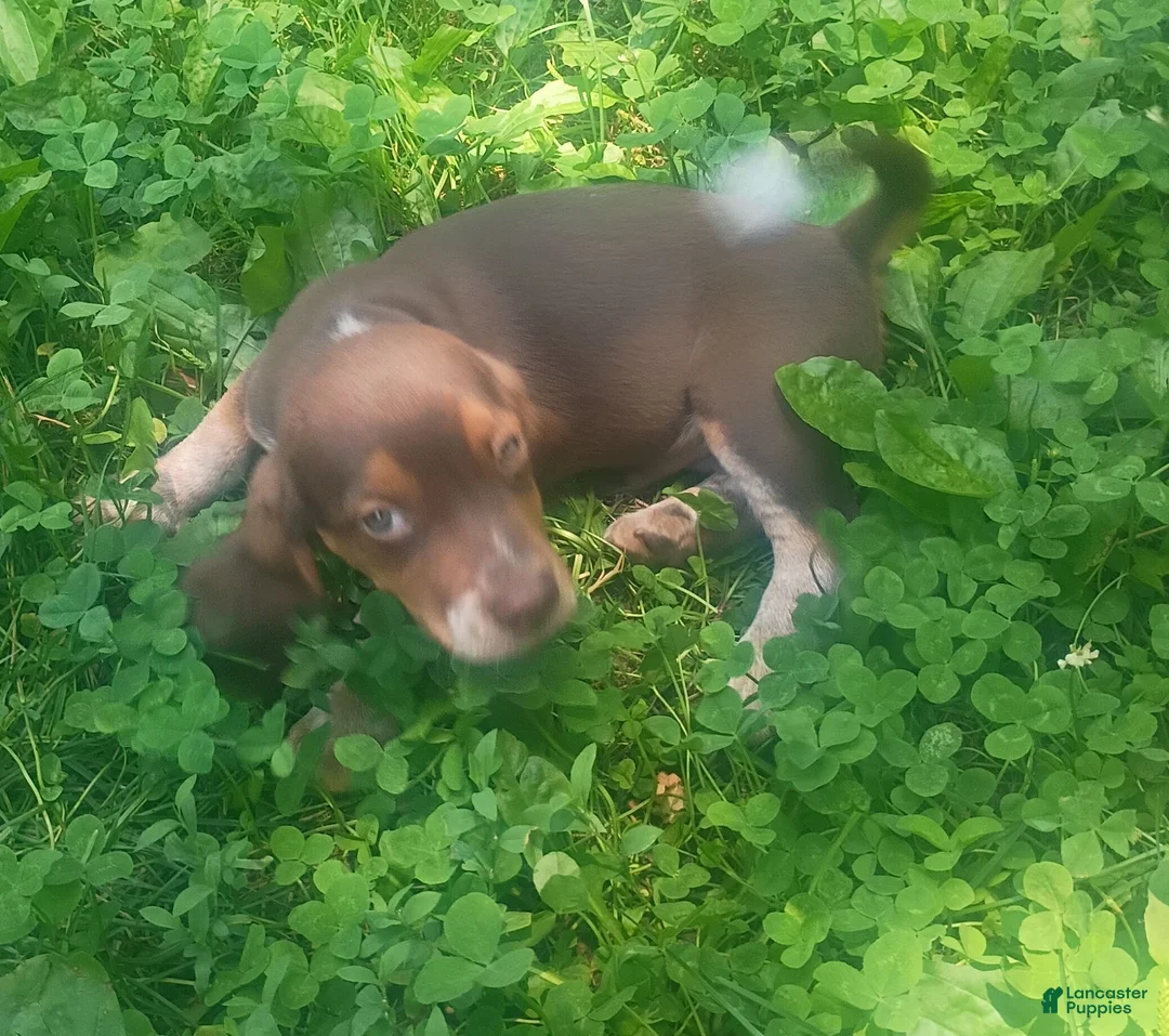 Beagle dogs for sale: Pockets  - Ad 2