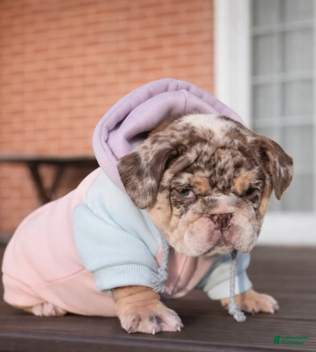 English Bulldog dogs for sale: Bonnie - Ad 10