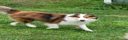 Mixed Breed dogs for sale: Taco - Ad 5