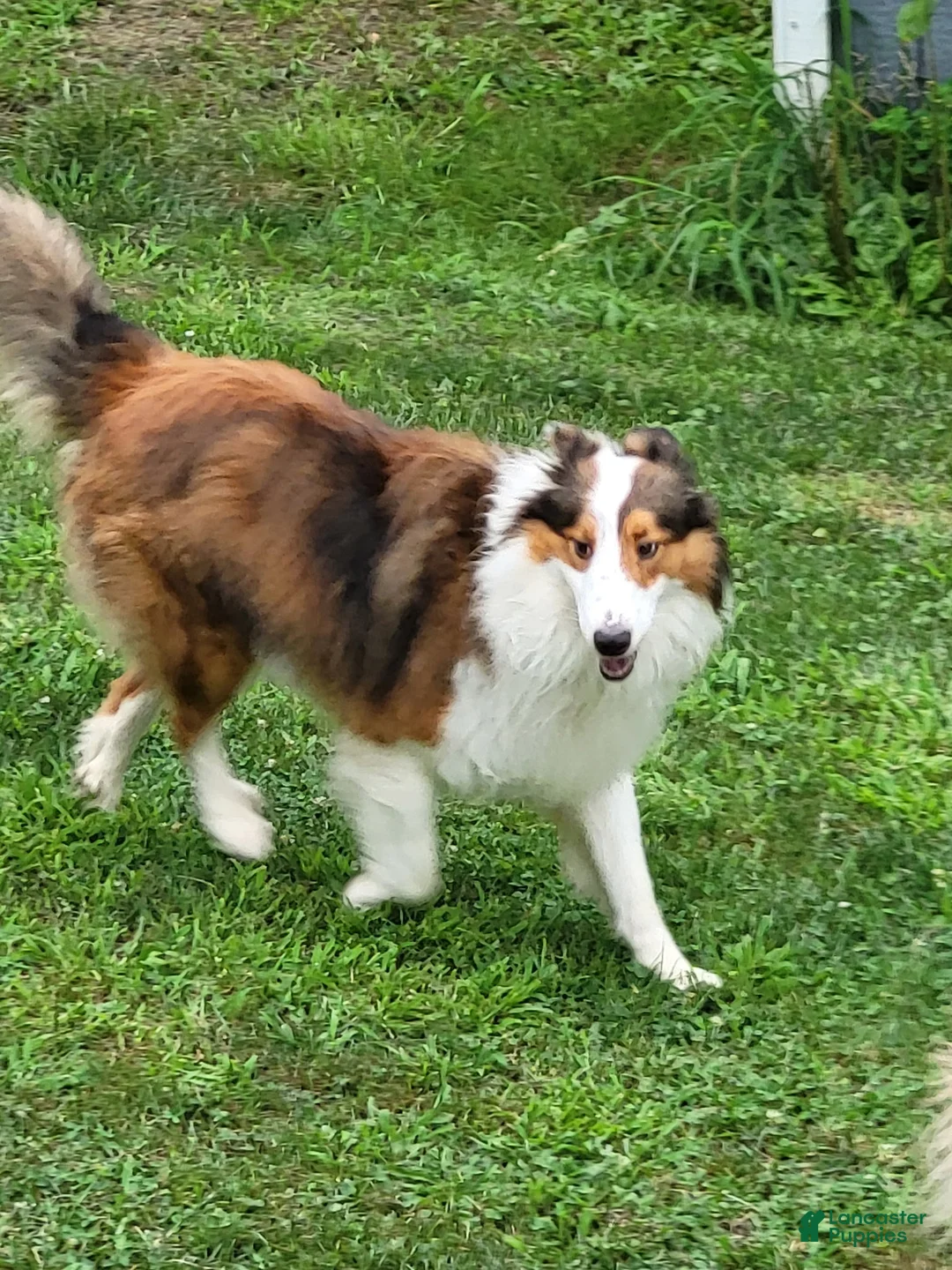 Mixed Breed dogs for sale: Taco - Ad 5