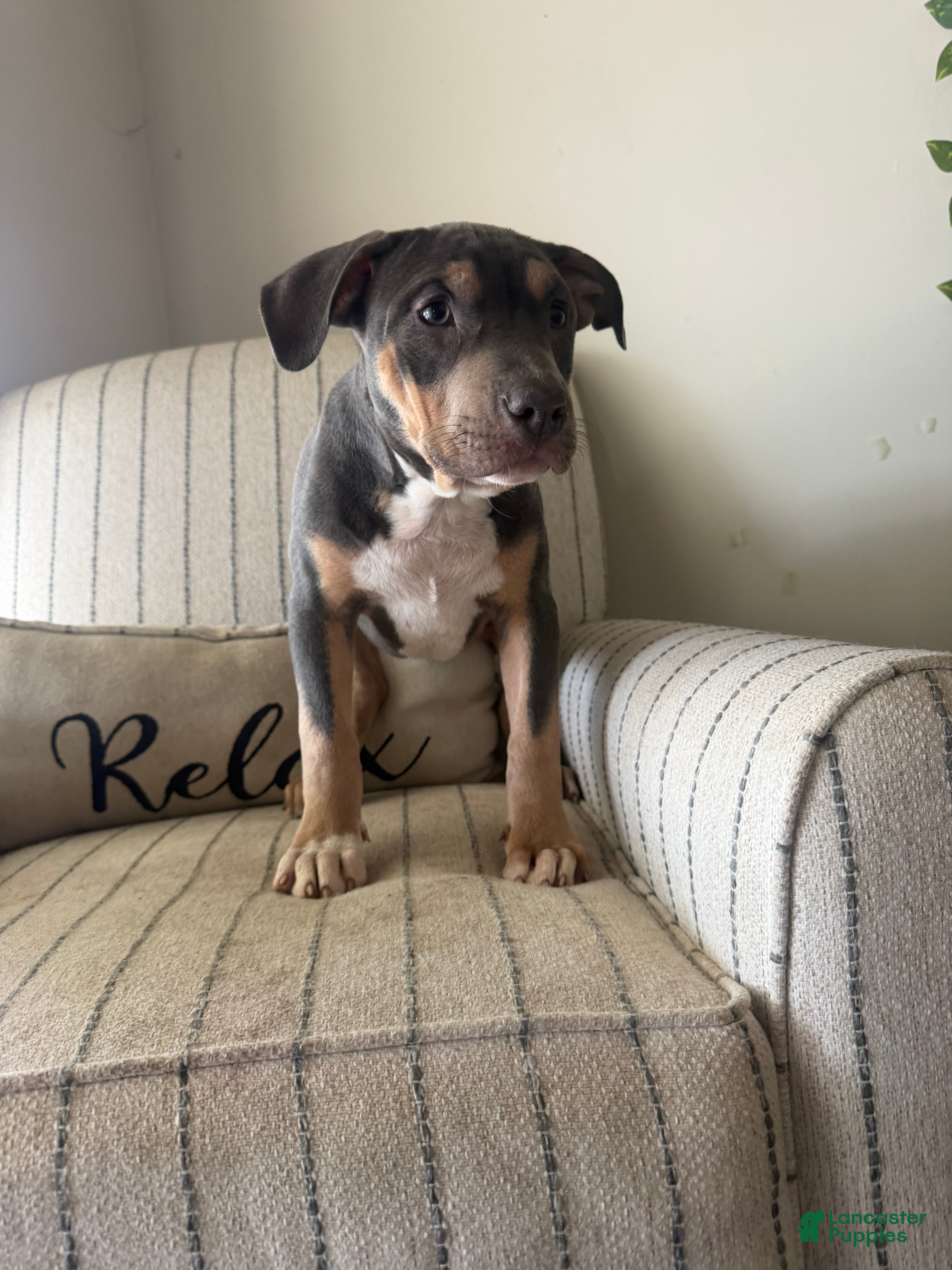 American Bully dogs Ari - Ad 2