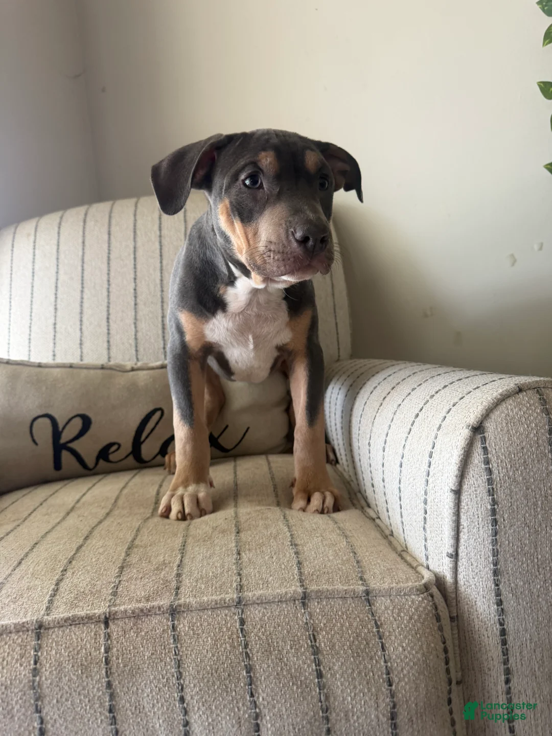 American Bully dogs for sale: Ari - Ad 2