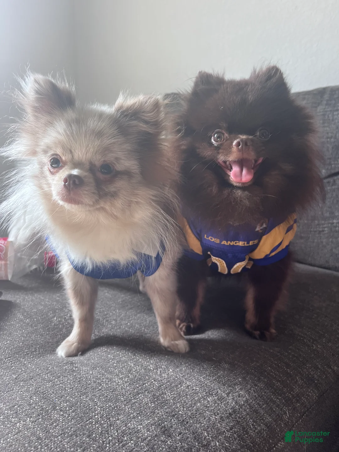 Pomeranian dogs for sale: Pomeranian 2 - Ad 3