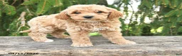 Goldendoodle dogs for sale: Molly - Ad 4