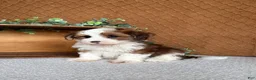 Havanese dogs for sale: Dawson  - Ad 4