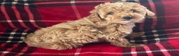 Miniature Poodle dogs for sale: Miniature Poodle Puppy 1 - Ad 6