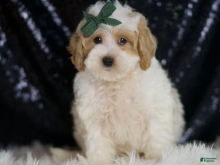 Maltipoo dogs - Ad 2