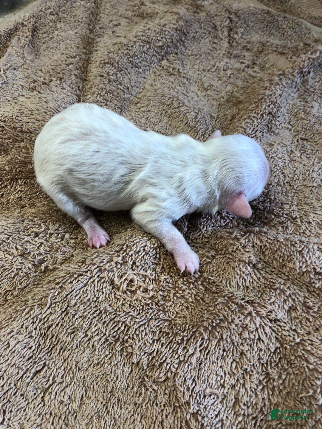 Maltipoo dogs for sale: Genevieve - Ad 4