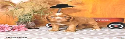 Cocker Spaniel dogs for sale: Ryan - Ad 3