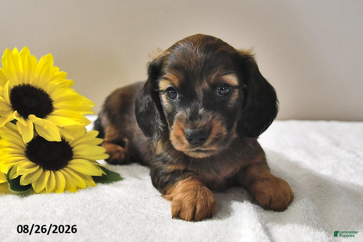 Miniature Dachshund dogs Cody  - Ad 1