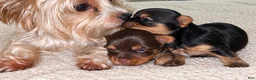 Yorkshire Terrier dogs for sale: Bruno - Ad 13