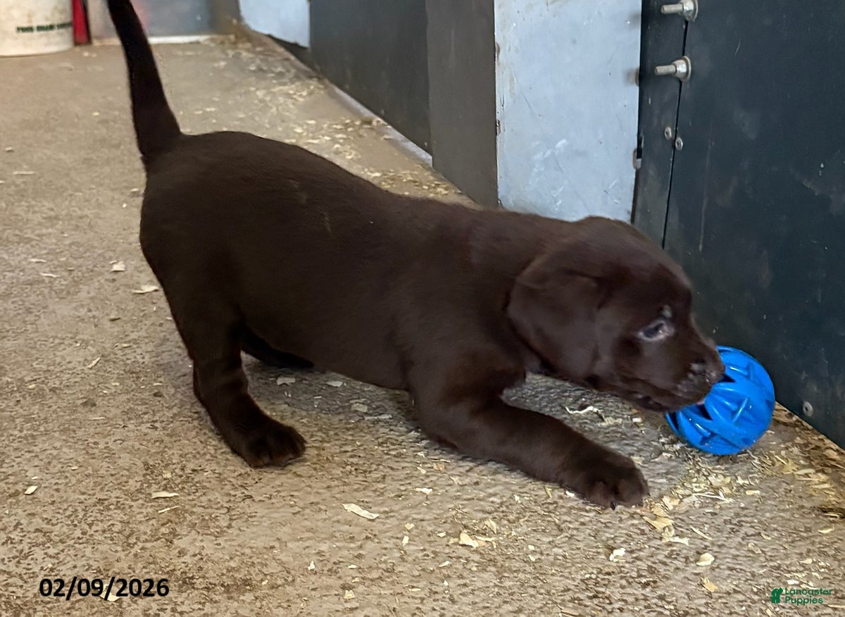 Labrador Retriever dogs Cassie   - Ad 10