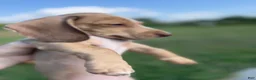 Miniature Dachshund dogs for sale: Willy  - Ad 9