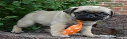 Pug dogs for sale: Porter - Ad 10