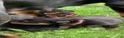 Rottweiler dogs for sale: Brown Male - Ad 3