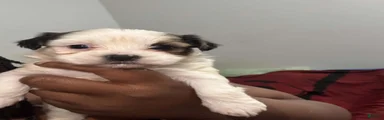 Shorkie 3