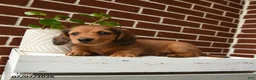 Dachshund dogs for sale: Tanner - Ad 5