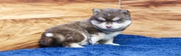 Pomsky dogs for sale: Cinnamon - Ad 6