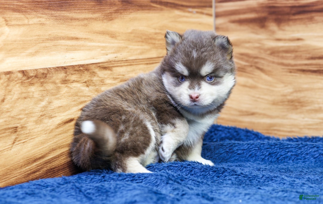 Pomsky dogs for sale: Cinnamon - Ad 6
