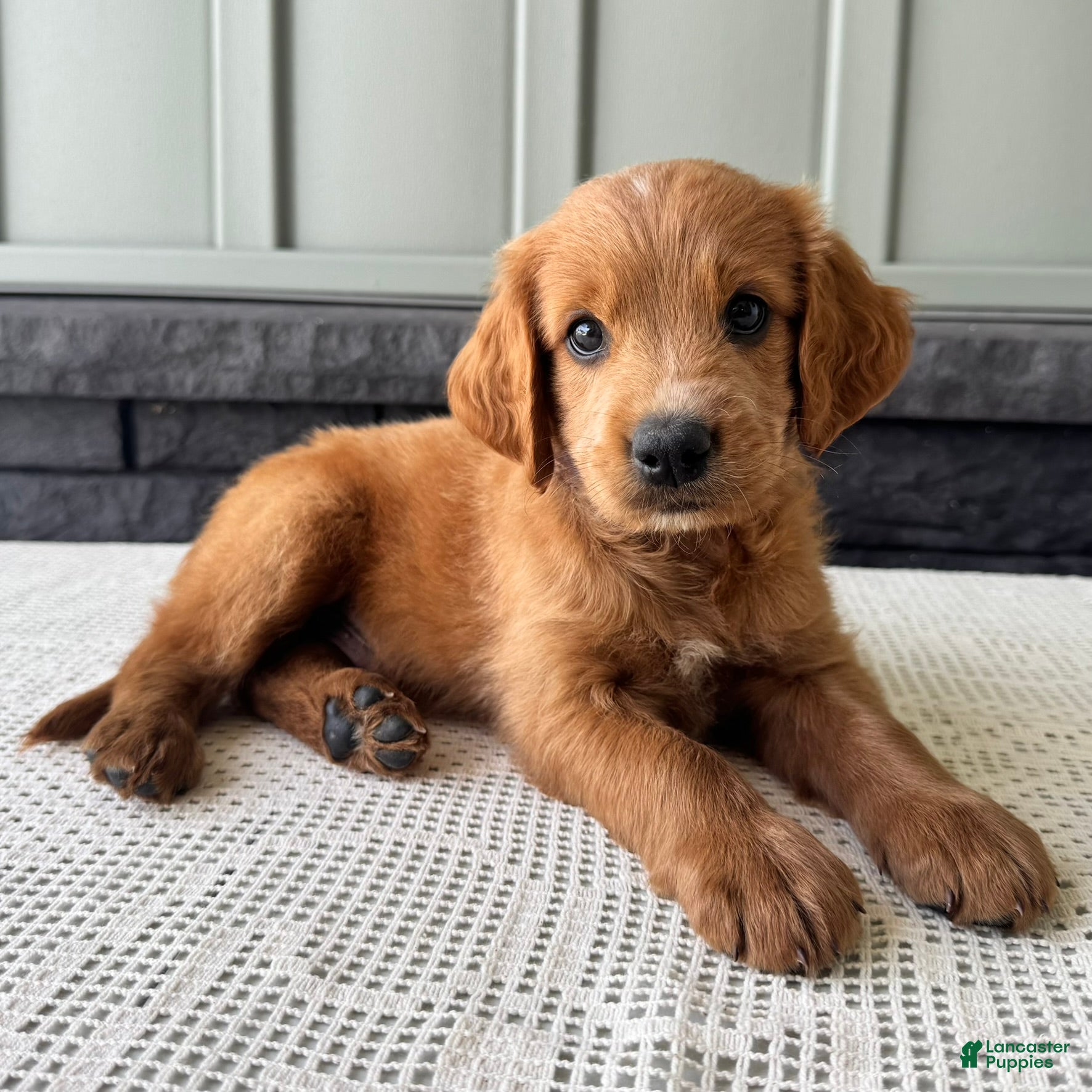 Mixed Breed dogs Copper - Ad 2