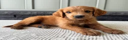 Mixed Breed dogs for sale: Copper - Ad 2