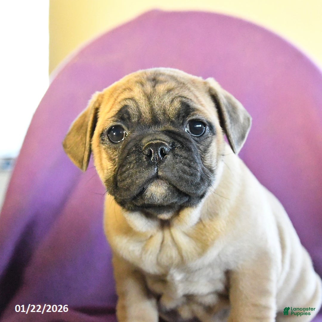 Frug dogs for sale: Trixie - Ad 2