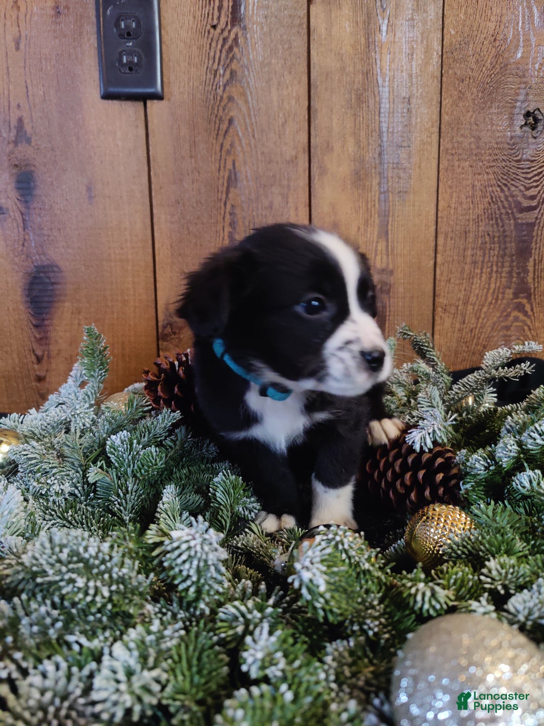 Mixed Breed dogs for sale: Truman - Ad 1