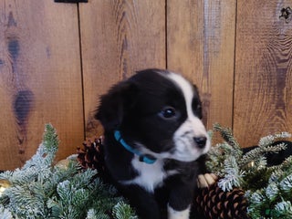 Mixed Breed dogs Truman - Ad 1