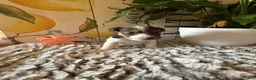 Wire Fox Terrier dogs for sale: Bonnie Hopps - Ad 4