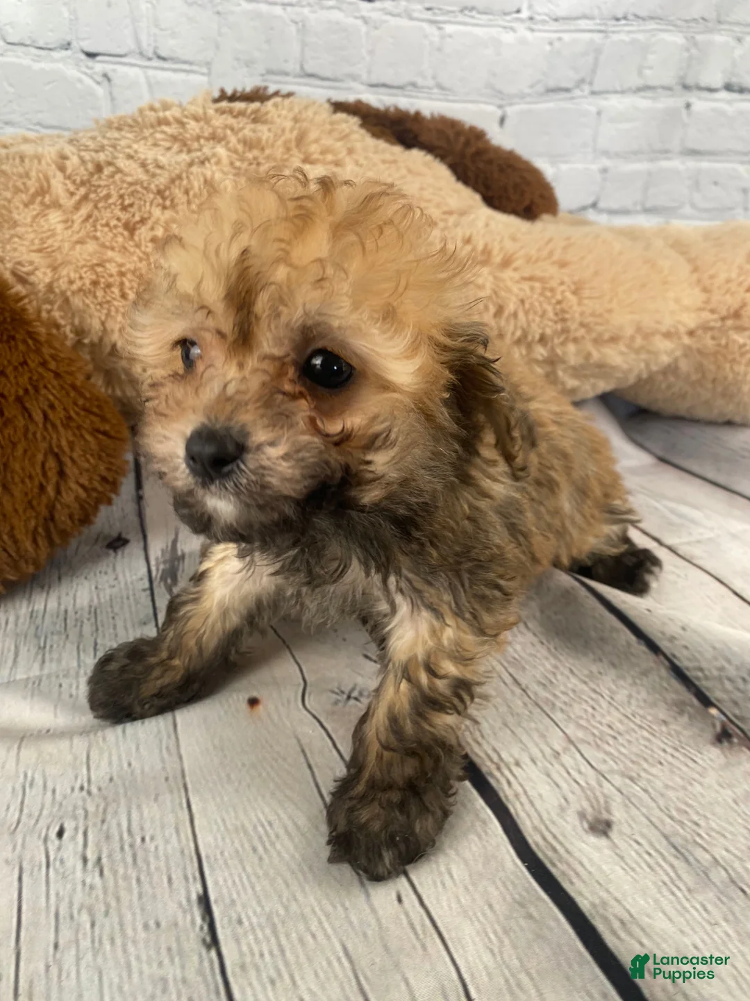 Cavapoo dogs for sale: Frank - Ad 2