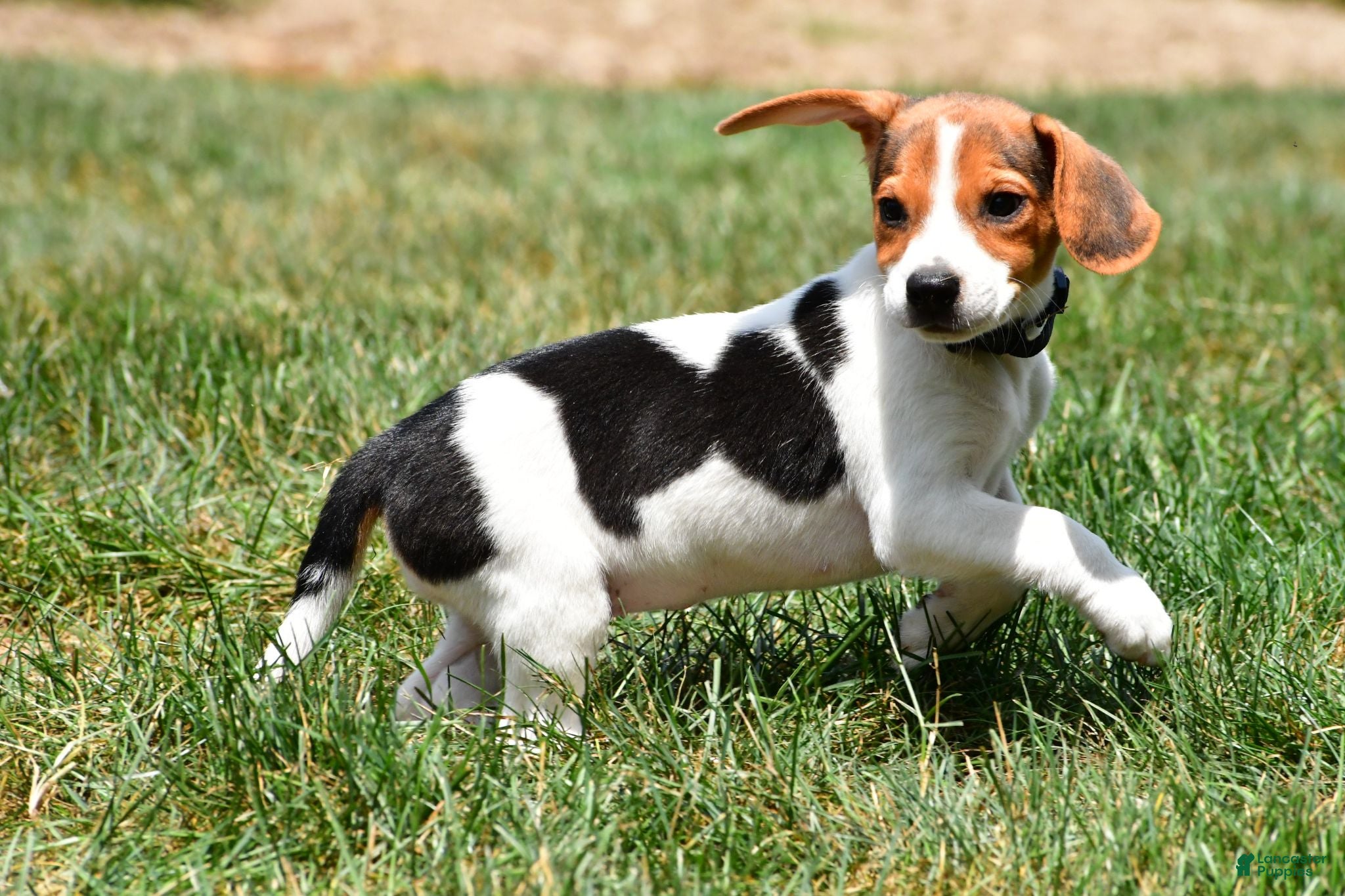 Beagle dogs Polly - Ad 2