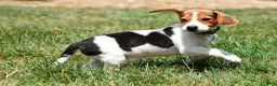 Beagle dogs for sale: Polly - Ad 2