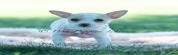 Chihuahua dogs for sale: Pearl - Ad 7