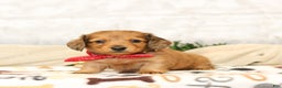 Miniature Dachshund dogs for sale: Juliet - Ad 2