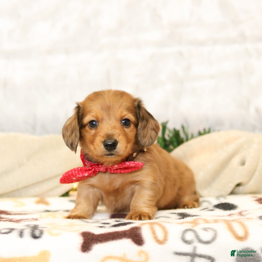Miniature Dachshund dogs for sale: Juliet - Ad 2