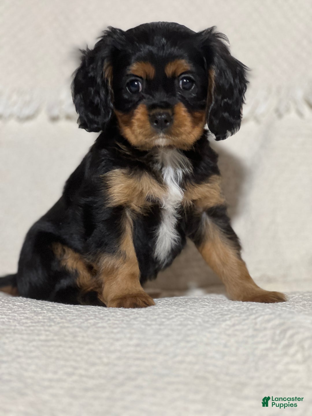Cavalier King Charles Spaniel dogs for sale: Vince - Ad 2