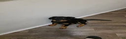 Rottweiler dogs for sale: Rottweiler Puppy 1 - Ad 4
