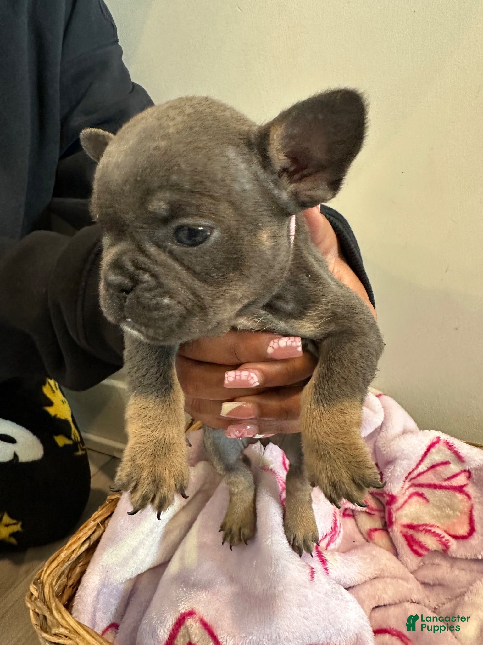 French Bulldog dogs Smurfette - Ad 41