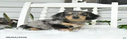 Dachshund dogs for sale: Titan - Ad 3