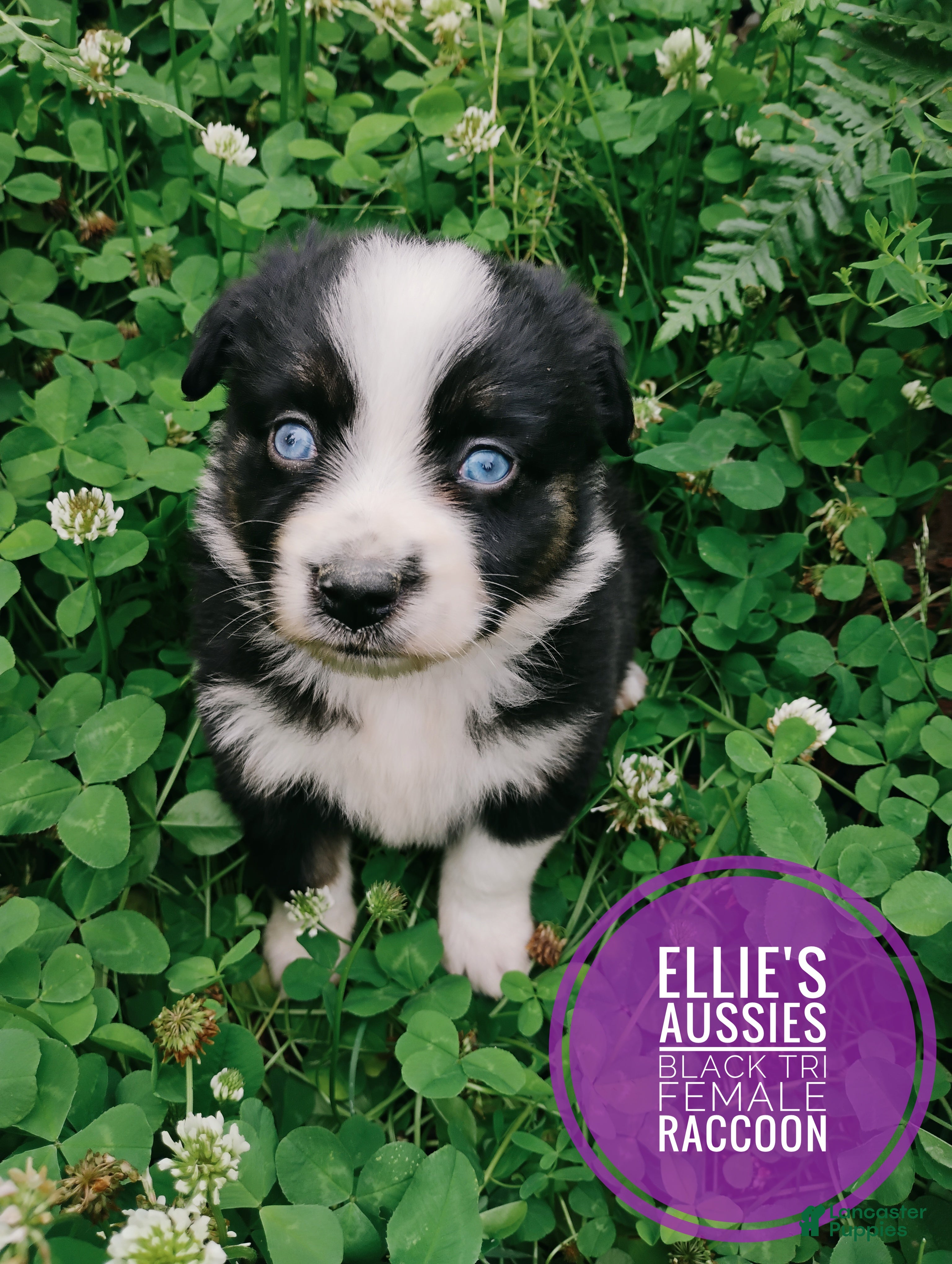 Miniature Australian Shepherd dogs Raccoon  - Ad 1