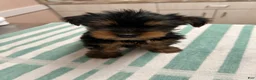 Yorkshire Terrier dogs for sale: Yorkshire Terrier 1 - Ad 3