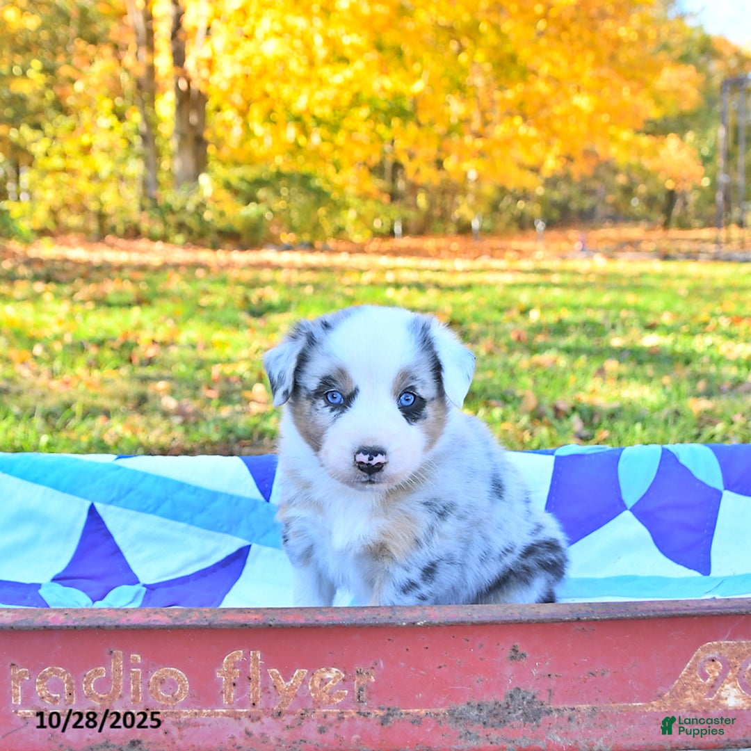 Australian Shepherd dogs for sale: Wyatt - Ad 4