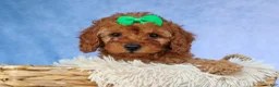 Cavapoo dogs for sale: TRAVIS - Ad 6