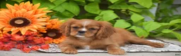 Cavalier King Charles Spaniel dogs for sale: Chief - Ad 4